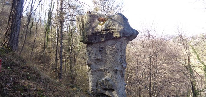 Funghi Rezzago