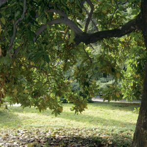 Percorso botanico nel Parco Comunale a Canzo
