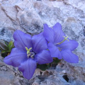 Pionieri della protezione della flora