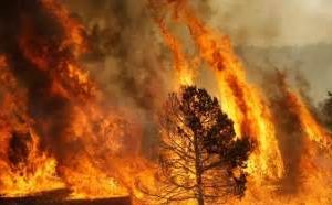 Contro gli incendi boschivi