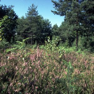 Per il Parco della Brughiera Briantea