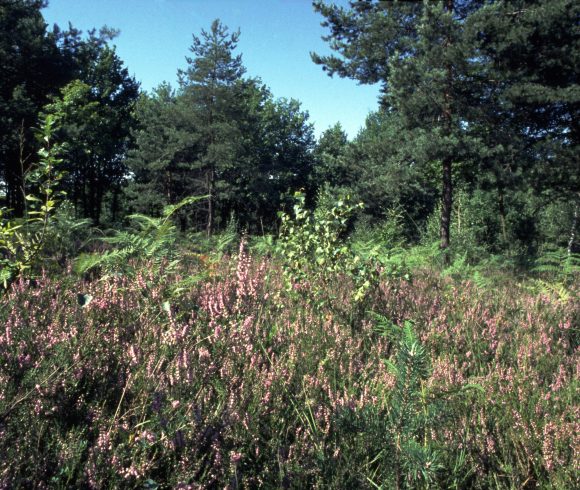 Per il Parco della Brughiera Briantea