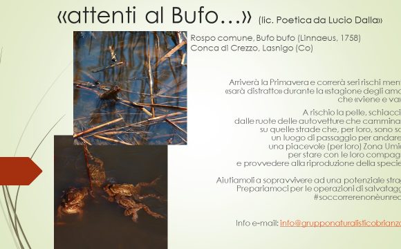 Aggiornamento sulla nostra attività di salvataggio rospi Aggiornamento sulla nostra attività di salvataggio rospi