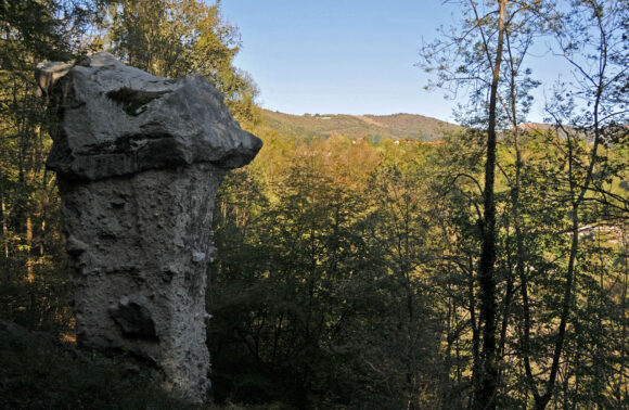 Funghi di Rezzago N1 B