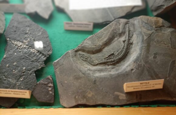 Museo Venegono Inferiore