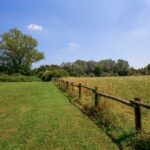visite-guidate-al-bosco-delle-querce-di-seveso-1204643428